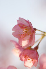 Japanese Cherry blossom 'Oh-kanzakura' Close Up transmits light