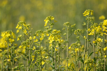 Canola Flowers Field, Yellow and Green