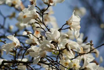 White Flowers of Magnolia denudata (Lilytree)