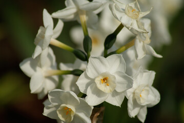 Narcissus  papyraceus Close Up Macro