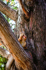 squirrel on tree