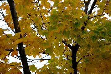 黄色いもみじ