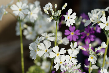 White and Purple Japanese Primrose (Primula sieboldii) Close Up