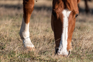 Extreme closeup of a young purebred arabian mare on autumn golden grassland pasture eating