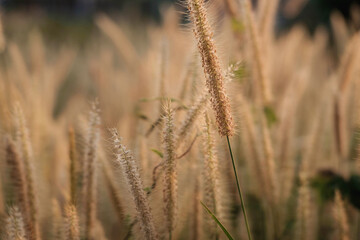 Poaceae Grass Flowers Field and Poaceae background