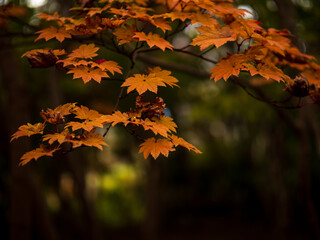 色づくモミジ・カエデ　埼玉県川口市安行