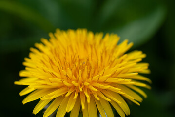 Dandelion (Taraxacum) Close Up Macro Green Blur Background