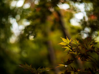 色づくモミジ・カエデ　埼玉県川口市安行