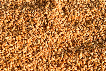 Seamless wheat grain texture pattern in morning sunlight. Natural dry raw organic food grain. Top view background. Dried breakfast cereal Macro shot. Closeup. Agriculture harvest concept.