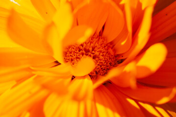 marigold (Tagetes) Extreme Close Up Macro
