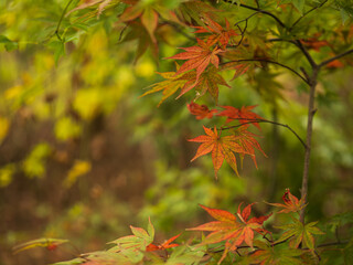 色づくモミジ・カエデ　埼玉県川口市安行