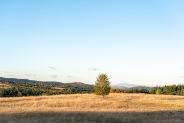 Solitary autumn tree in bright sunlight golden grass hills rural landscape in Bulgaria