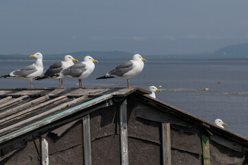 Seagulls sit on the roof