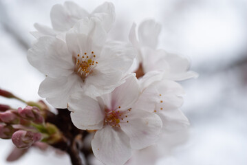 Fototapeta na wymiar Somei-yoshino cherry blossom Close Up