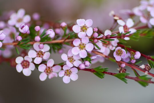 Pink Flowers of Waxflower (Chamelaucium) Close Up