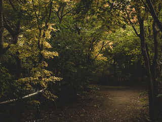 色づくモミジ・カエデ　埼玉県川口市安行