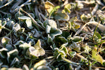 Frosted Grasses on Winter Morning