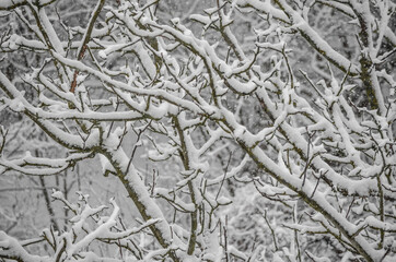falling snow starts to settle on trees