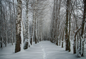 Trees in the forest in cold winter