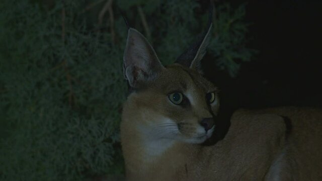 A close-up of a caracal head licking Active at night in the Negev desert