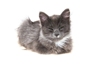 gray kitten on isolated white background