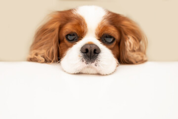 funny dog cavalier king charles spaniel looks hopefully at the empty copy space for text on a white...