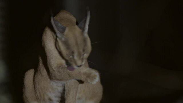 Caracal Active at night licking its footActive at night in the Negev desert