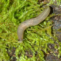 Boettgerilla pallens - Bladawiec kaukaski = Boettgerilla blada - inwazyjny gatunek ślimaka z Kaukazu, jak widać jest już na Pomorzu - Trójmiejski Park Krajobrazowy									
