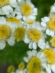 Obraz premium daisies in a garden