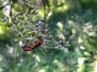 beetle on a flower