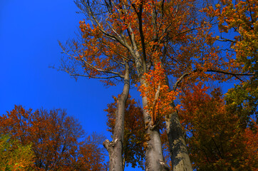 Autumn forest scenery with road of fall leaves, warm light illumining the gold foliage. Footpath in scene autumn forest nature.