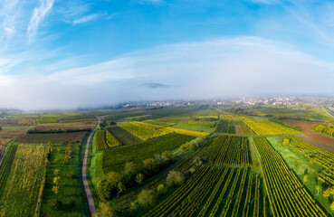 A drone panoramic view of the stunning expanse of the Vosges foothills. Autumn vineyards in the morning fog.