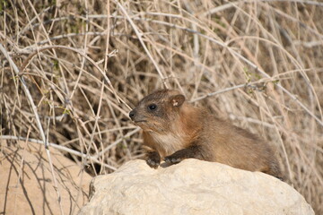 Rock hyrax, found in the Israeli desert near the dead sea