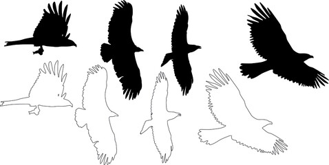 silhouette and outline of raptors and vulture on flight, vector on white background