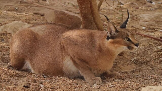 Caracal Active in the Negev desert, Israel