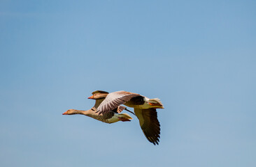  Steinhuder Meer-Meerbruchswiesen ,   Graugänse bei Flug.