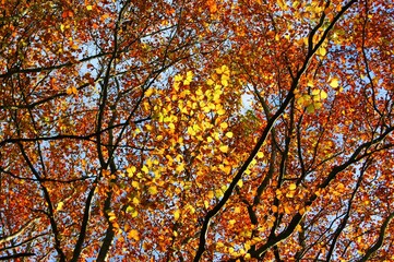 autumn leaves in the forest