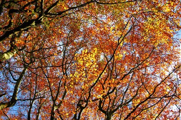 autumn leaves against sky