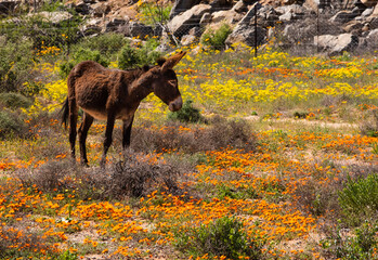 Donkey standing in a wildflower meadow in Northern Cape South Africa