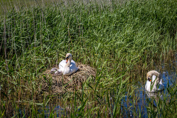 Swans and Their Cygnets
