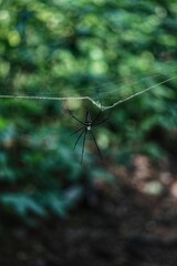 Spider on a web. State Of Goa. India