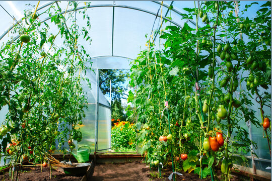 Growing tomatoes at home in a greenhouse, in the garden near the house.  The concept of organic food, healthy food and favorite Hobbies.