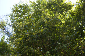 green Chestnut bur in forest