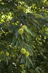 green Chestnut bur in forest