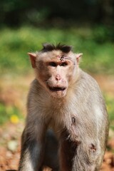 A wounded monkey. State Of Goa. India