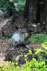 The monkey is sitting. State Of Goa. India