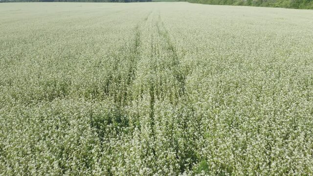 Aerial flying above stunning beautiful fields Europe with buckwheat blossom. Wonderful drone video for ecological concept.