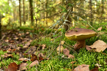 White mushroom in forest in autumn. Big boletus grows in the wildlife against the background of green moss. Porcini bolete mushrooms. Season for picked gourmet mushrooming.