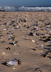Shells on the beach extending in the distance in Namaqua National Park