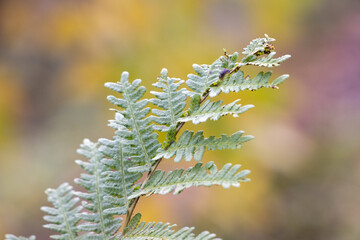 Fern Frond in the Sunlight